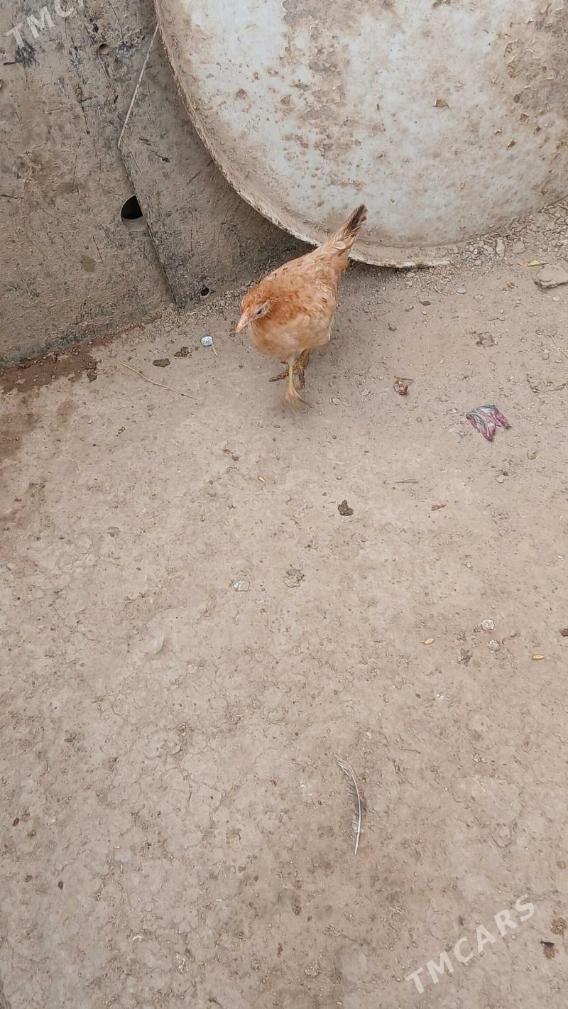 juje - Хитровка - img 8