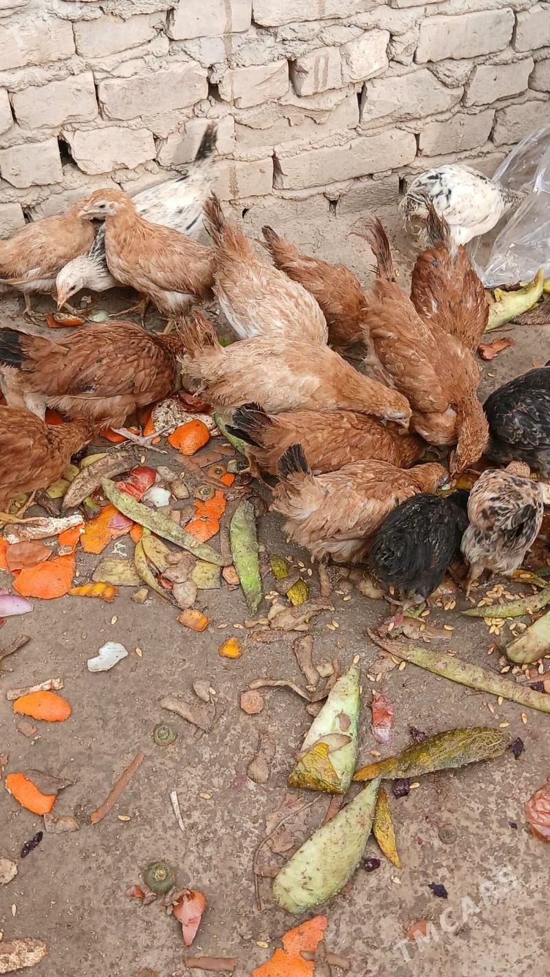 juje - Хитровка - img 7