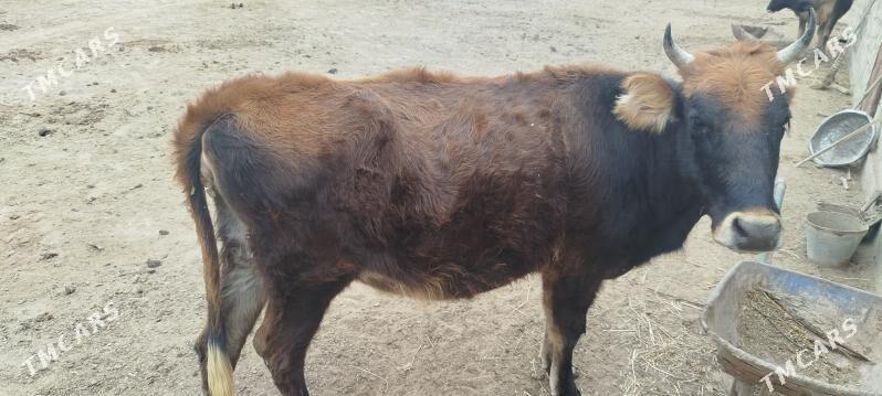 Sygyr. Gole - Эсенгулы - img 1