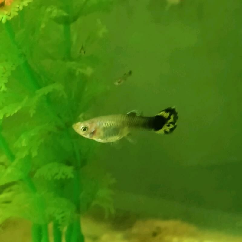 Akwarum balygy Guppi - Gumdag - img 1