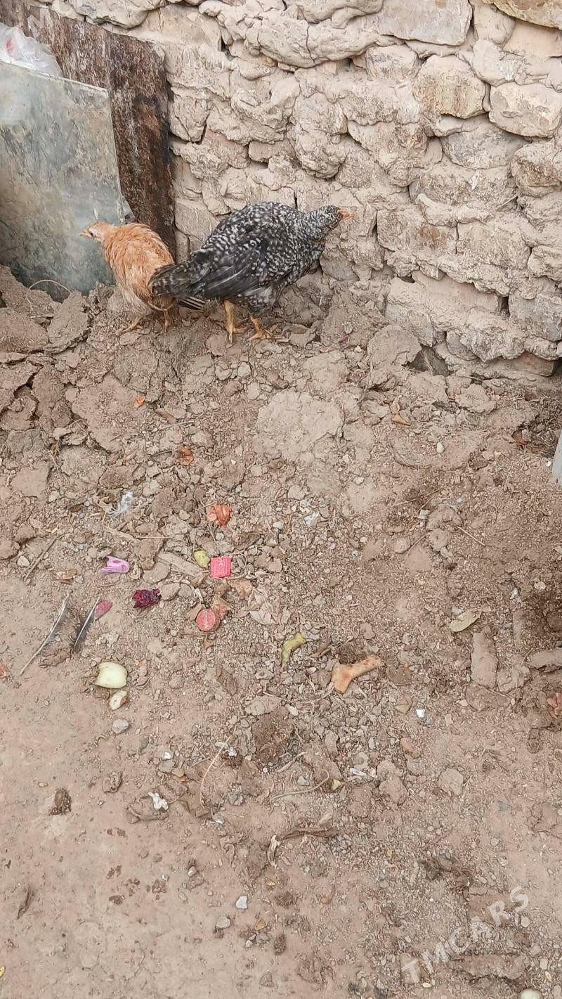 juje - Хитровка - img 6