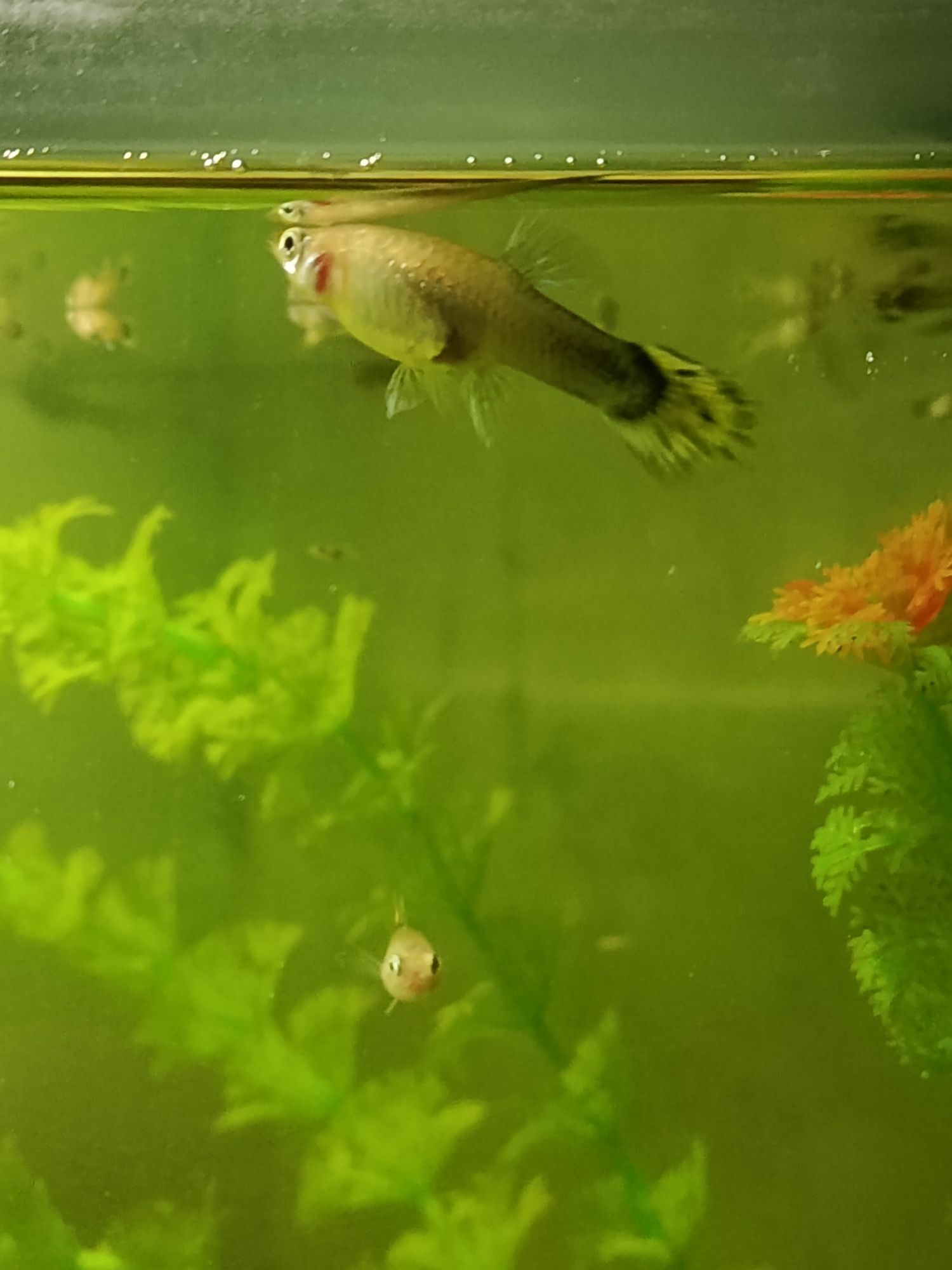 Akwarum balygy Guppi - Gumdag - img 8