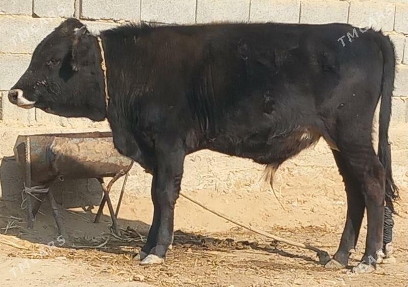 okuz - Änew - img 8