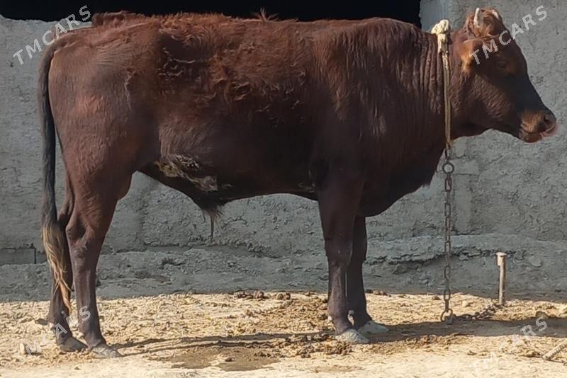 okuz - Анев - img 1