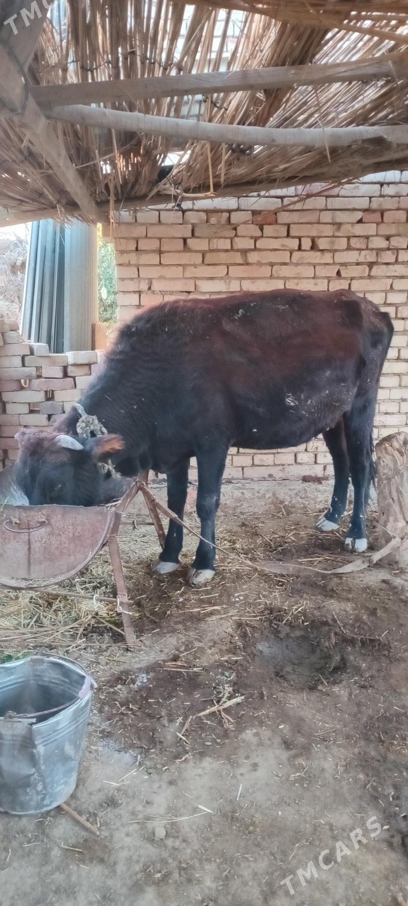 BOGAZ SYGYR - Туркменгала - img 1