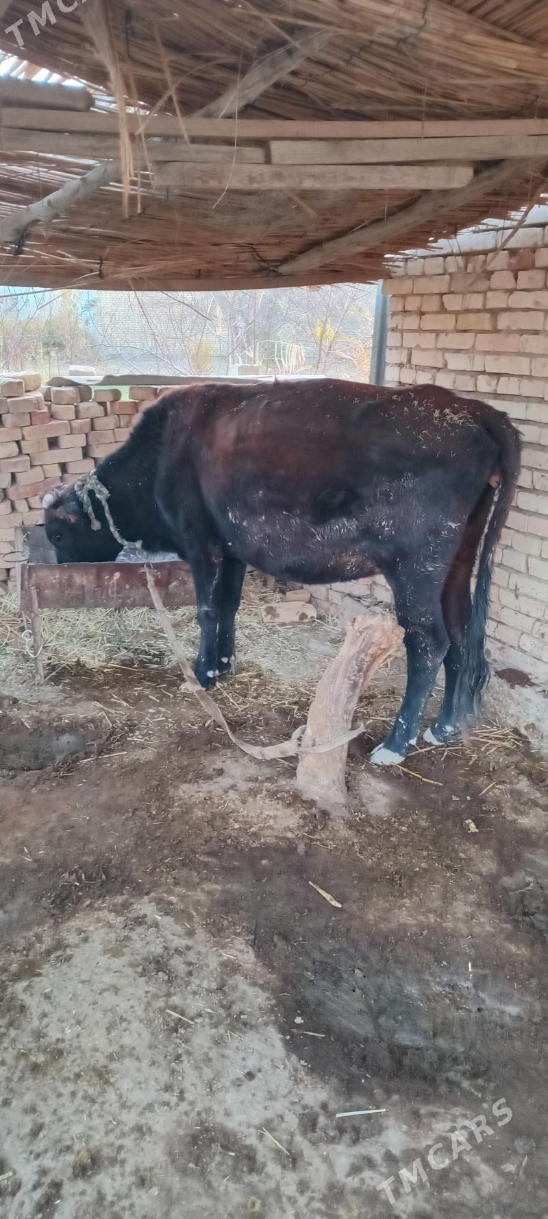 BOGAZ SYGYR - Türkmengala - img 2