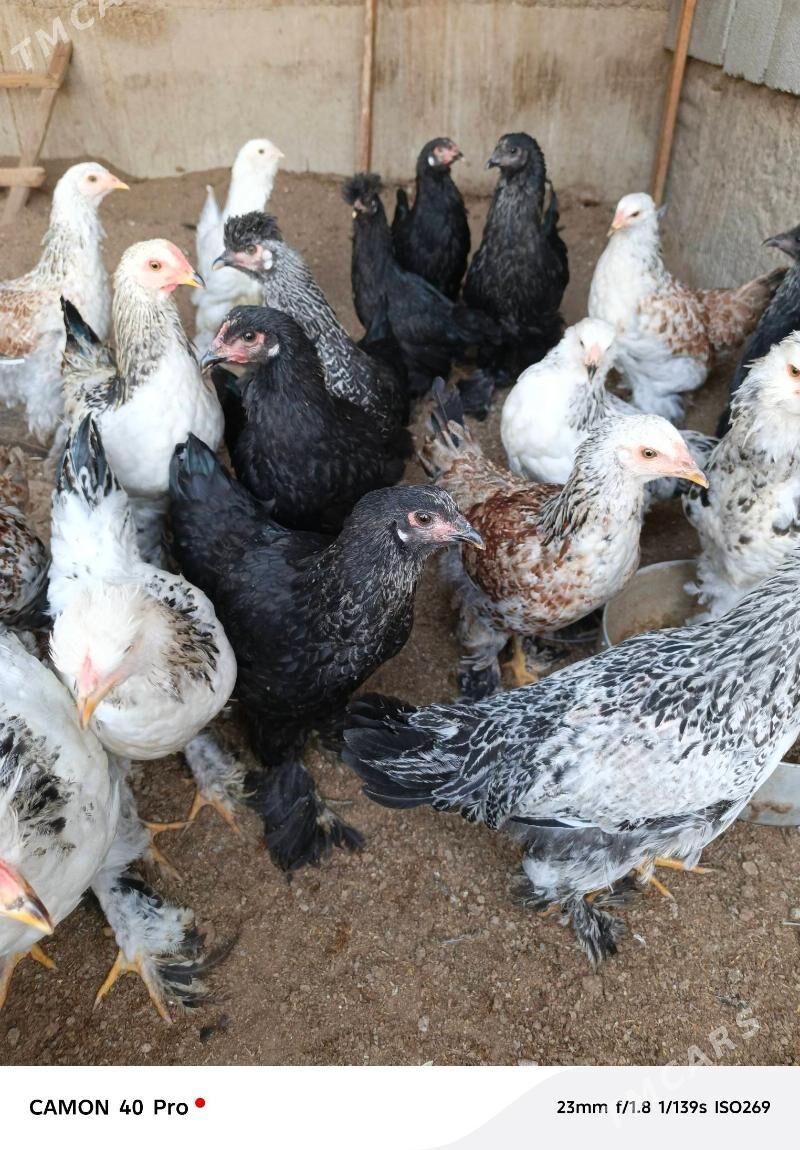 balgar towuklar - Ашхабад - img 2