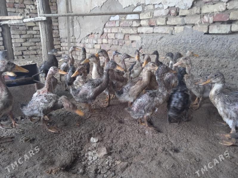 jgak gak juje - Теджен - img 4