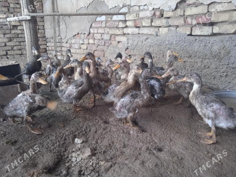 jgak gak juje - Теджен - img 3