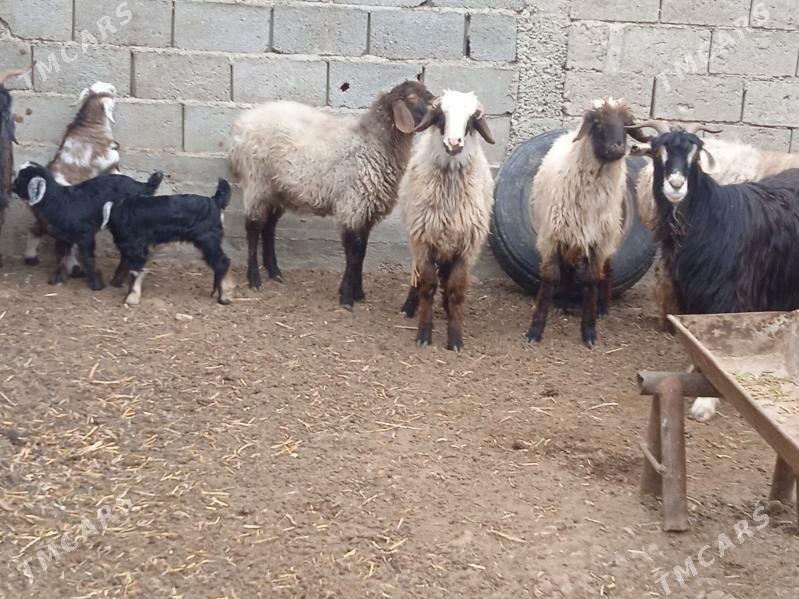 tokly - Балканабат - img 2