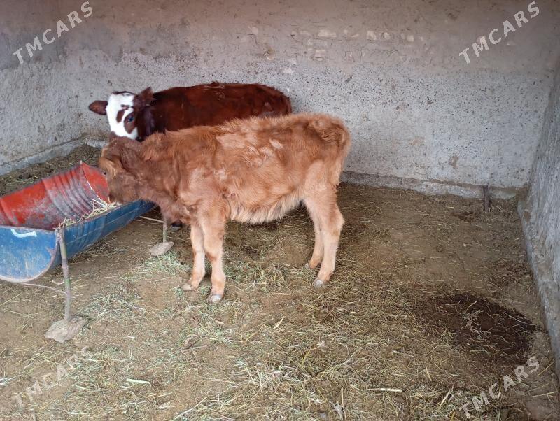 gulajyn - Mary - img 2