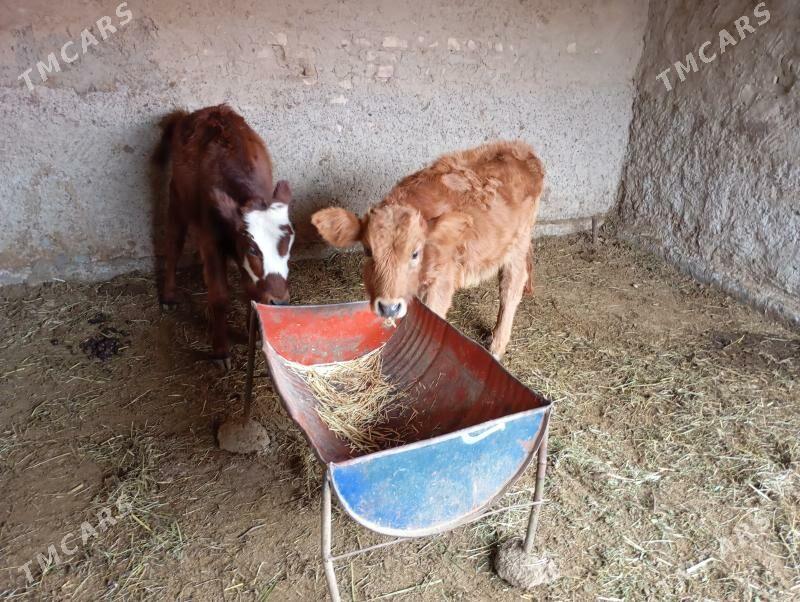 gulajyn - Mary - img 3