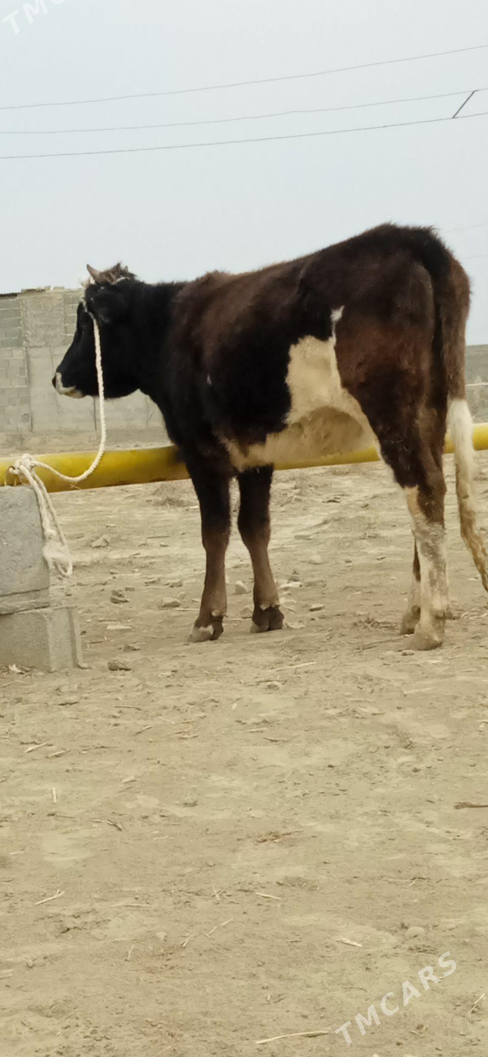 şiwes tuwe - Бахарден - img 3