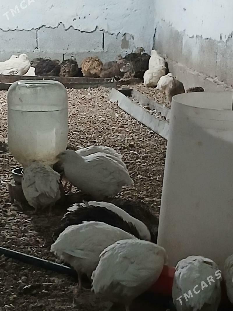 Bedene - Bäherden - img 3