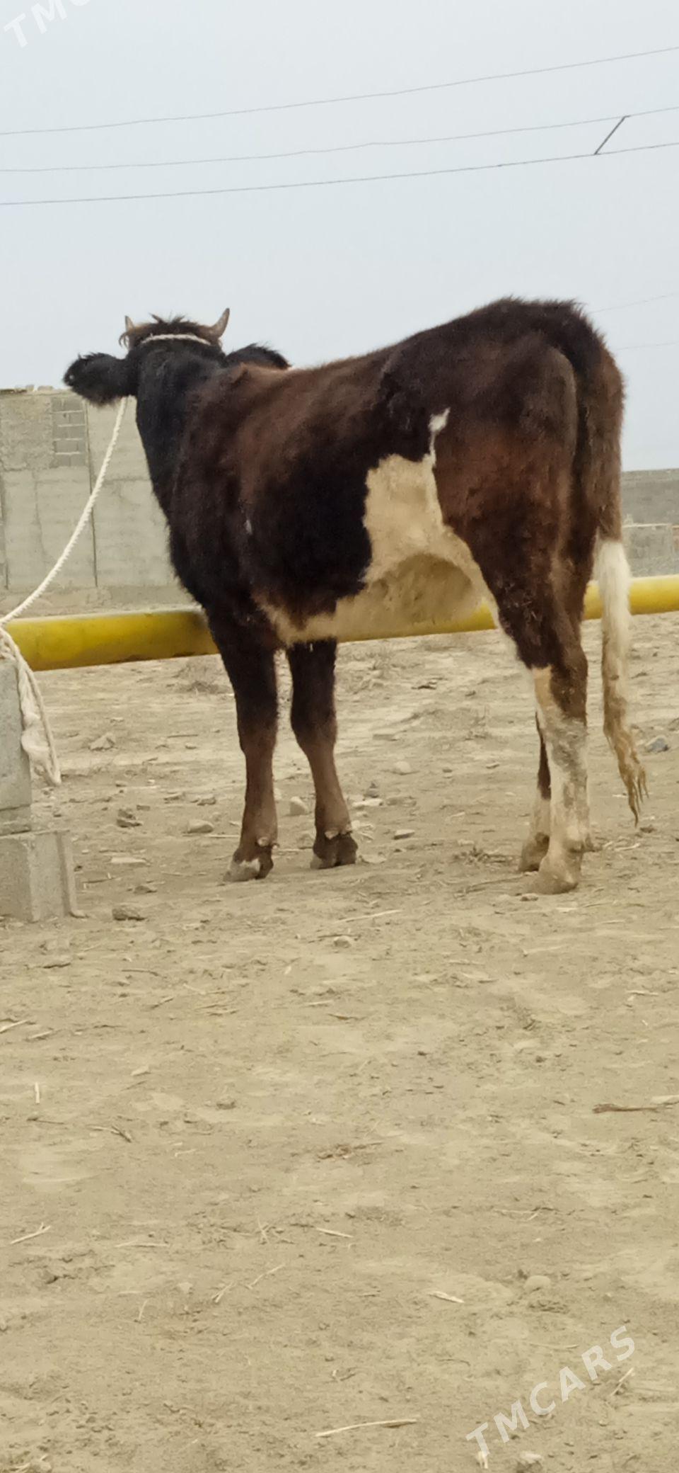 şiwes tuwe - Бахарден - img 2