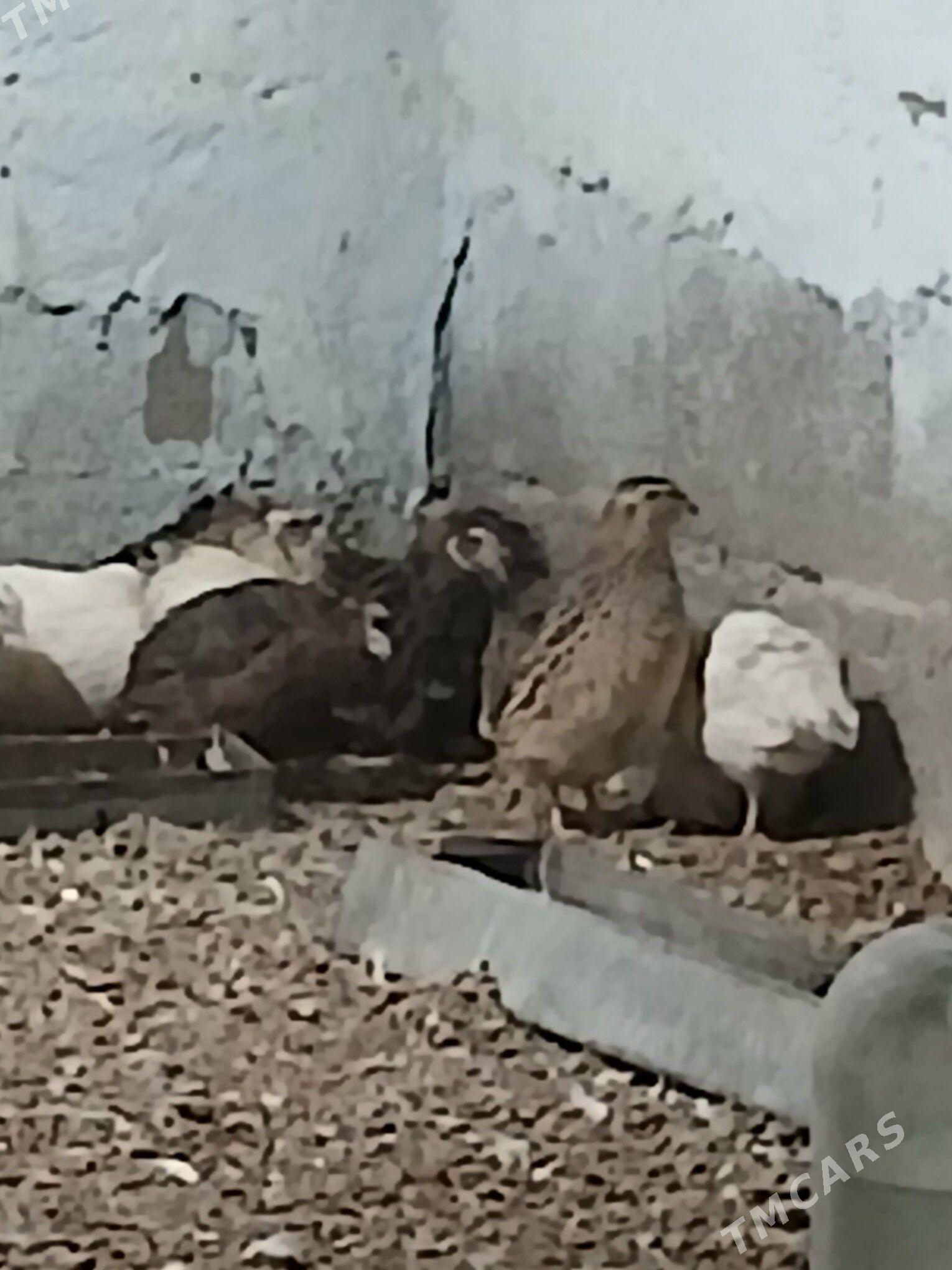 Bedene - Bäherden - img 2