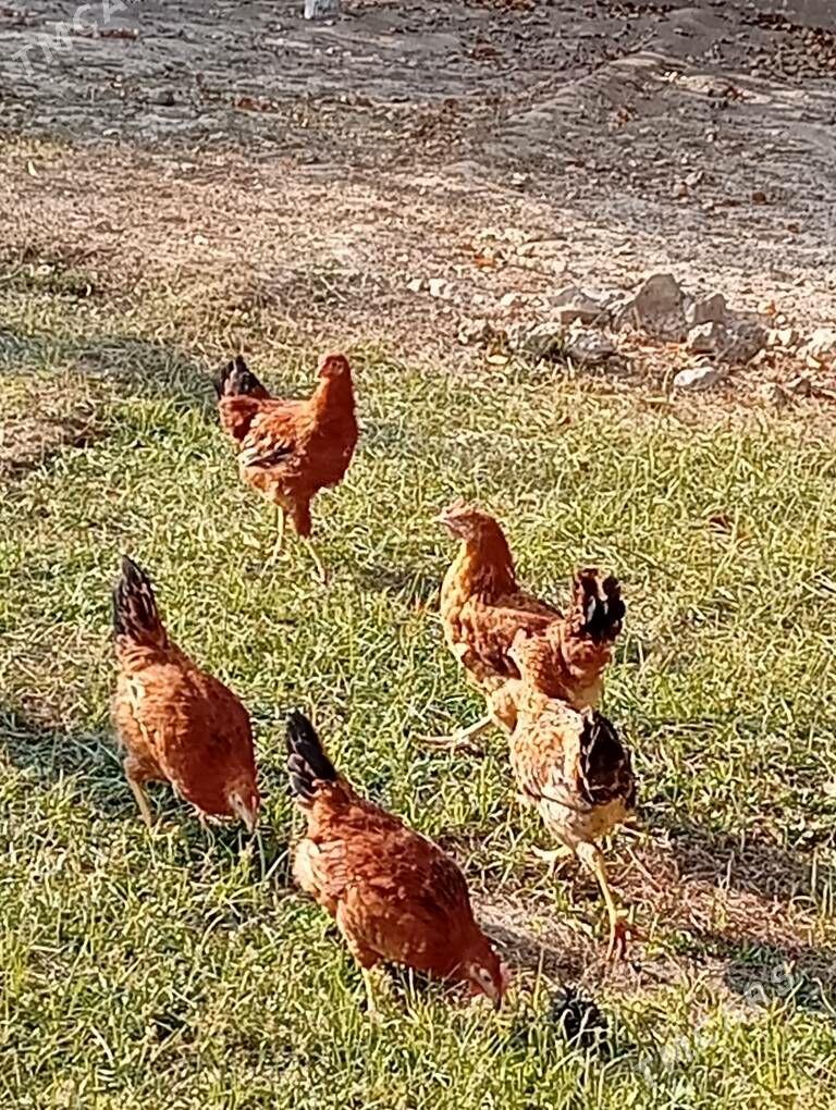 Horazlar - Гызыларбат - img 1