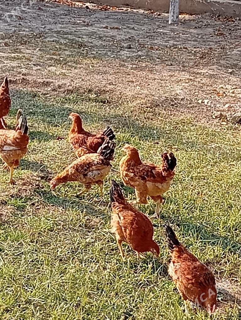 Horazlar - Гызыларбат - img 2