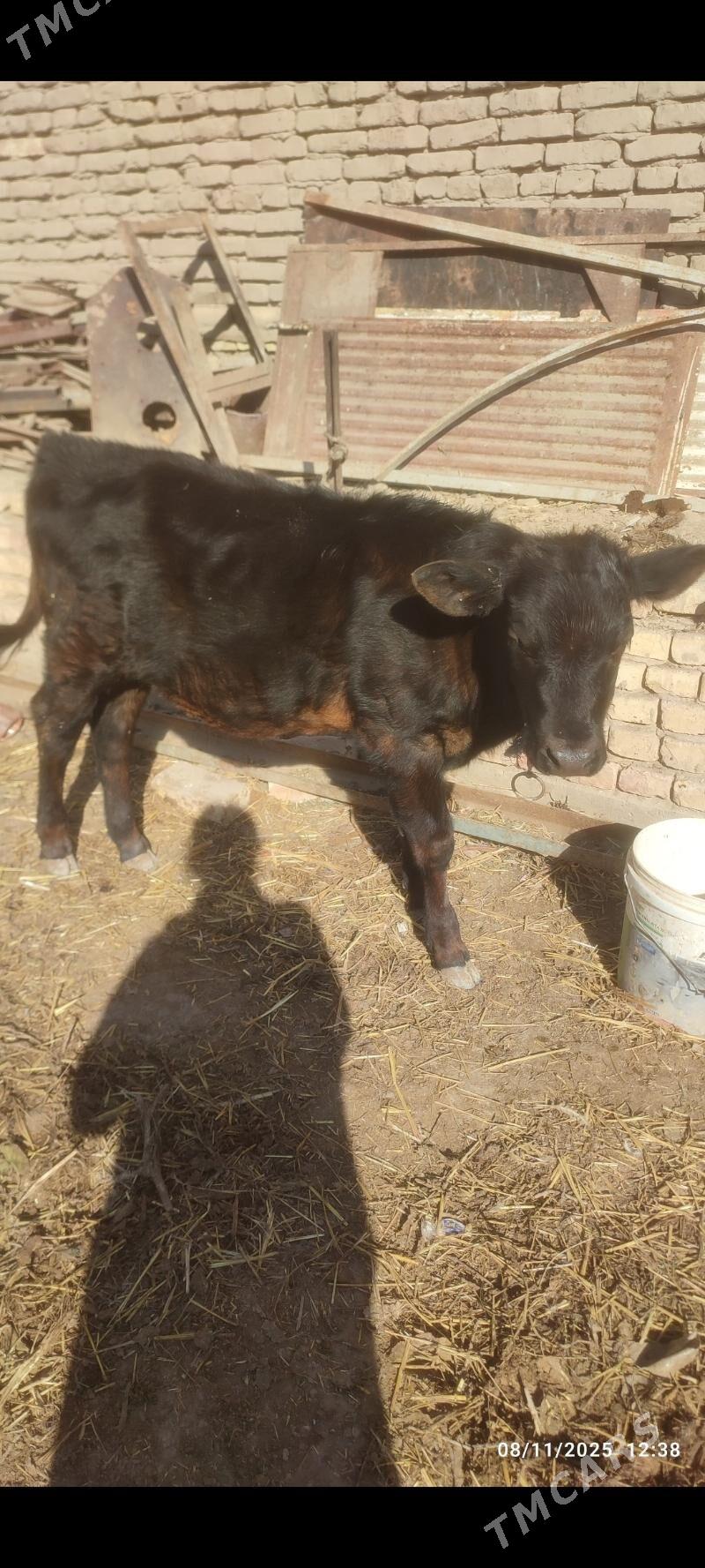 sygyr - Şabat etr. - img 3