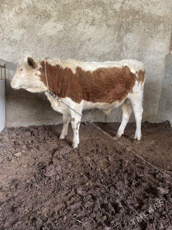 smental öküz - Ашхабад - img 4