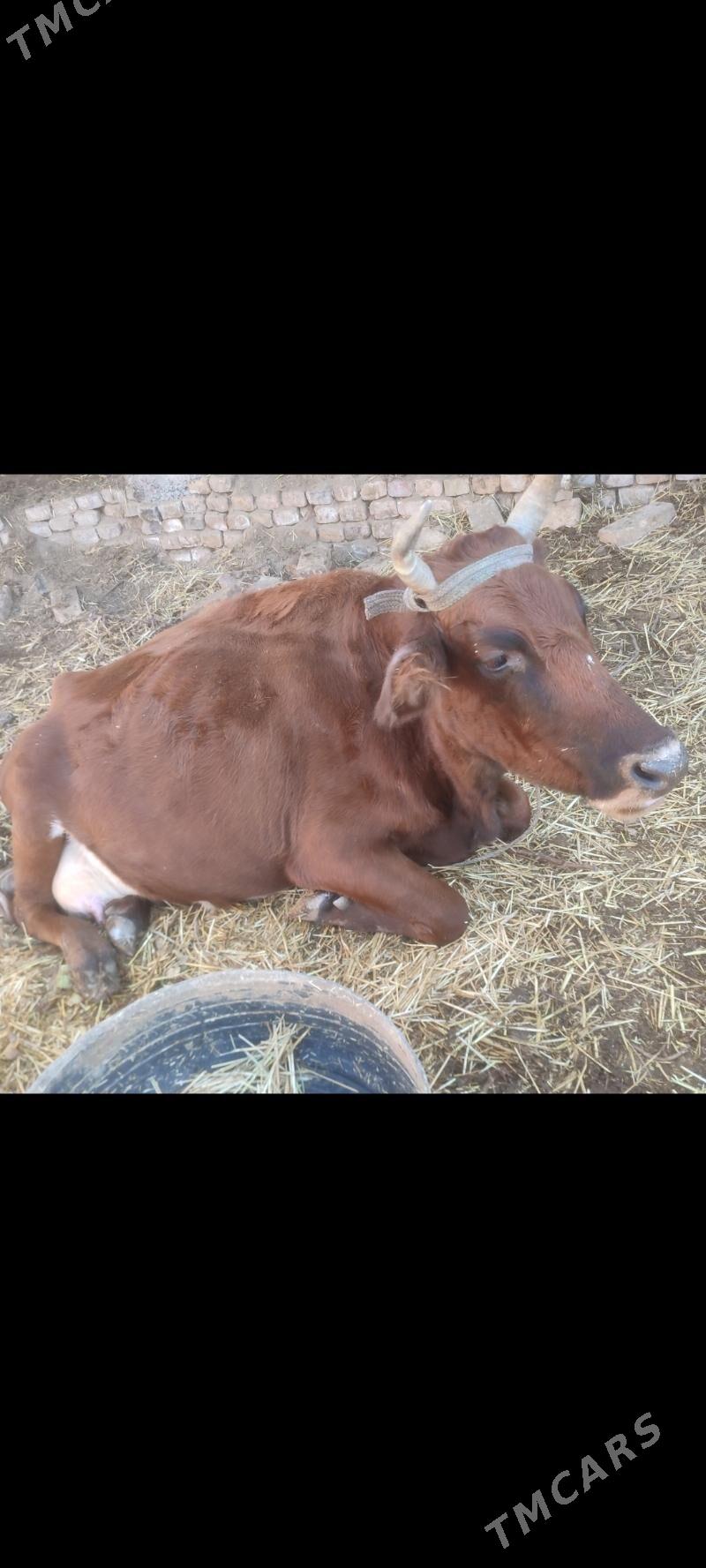 sygyr - Şabat etr. - img 4