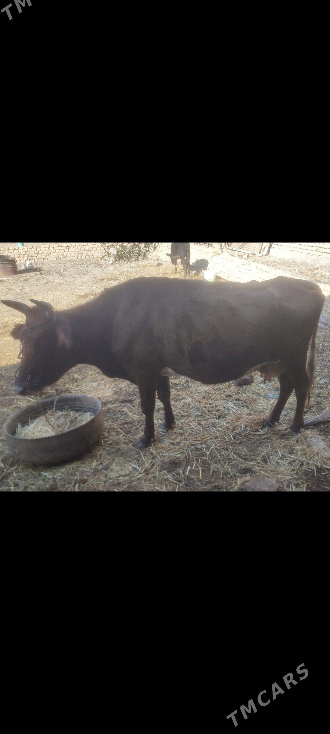 sygyr - Şabat etr. - img 1