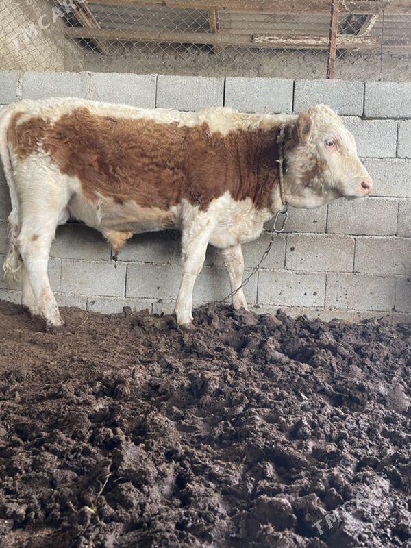 smental öküz - Ашхабад - img 2