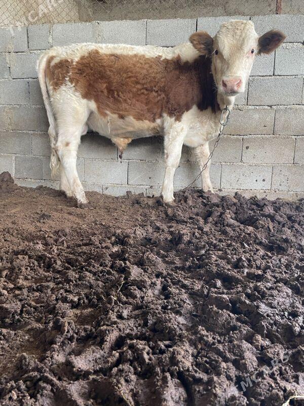 smental öküz - Ашхабад - img 3