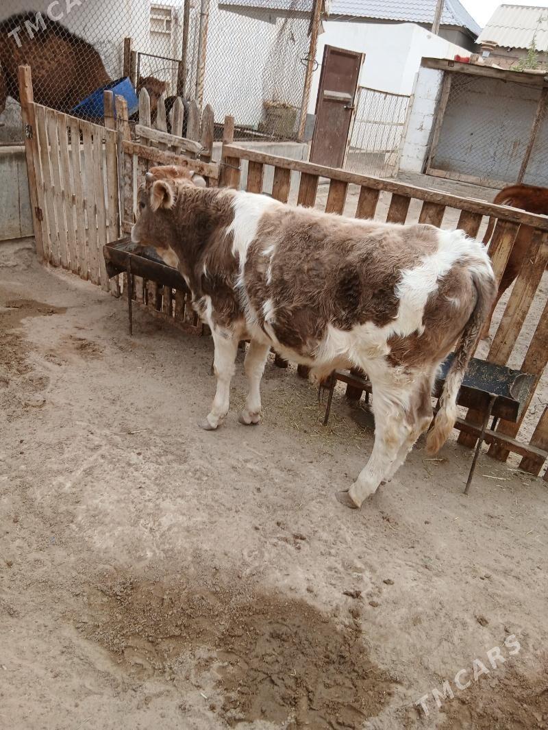 okuz - Gumdag - img 2