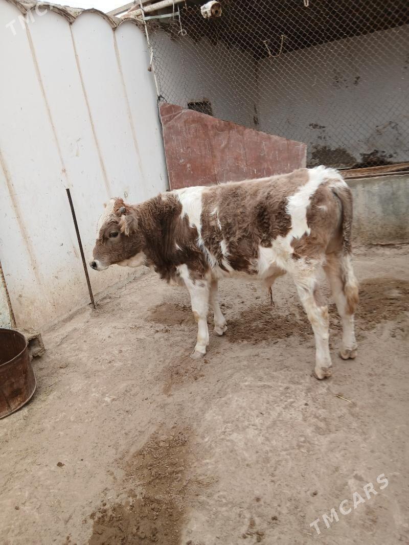 okuz - Gumdag - img 1