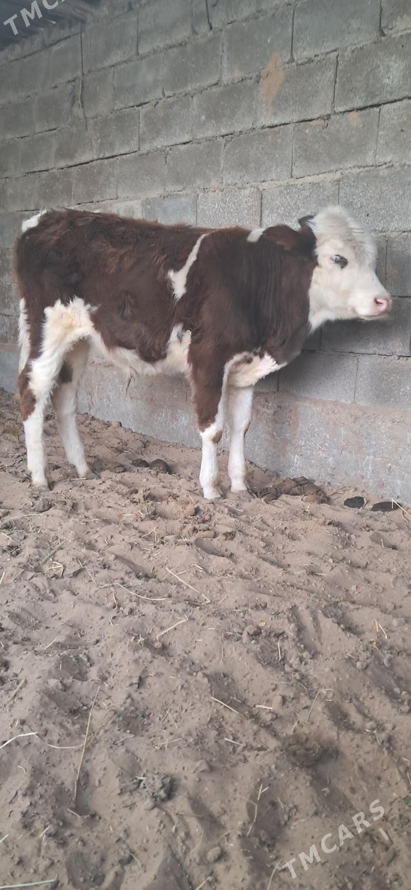 Okuz - Gypjak - img 4