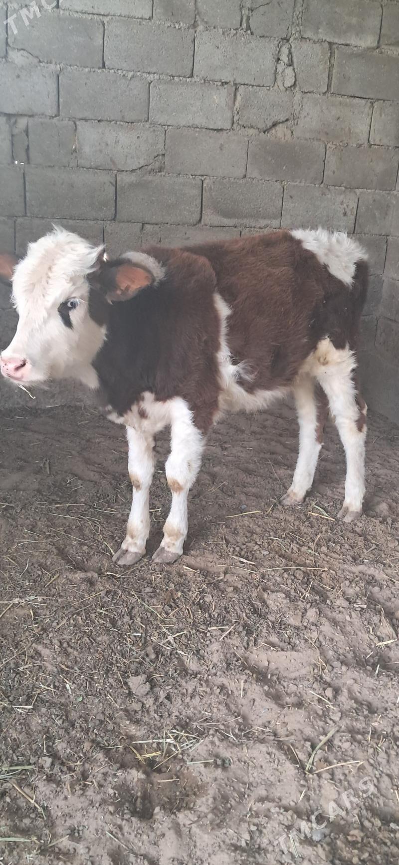 Okuz - Gypjak - img 3