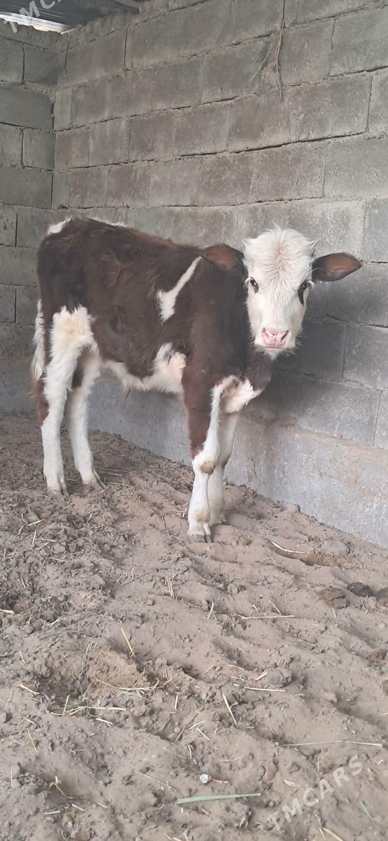 Okuz - Gypjak - img 2