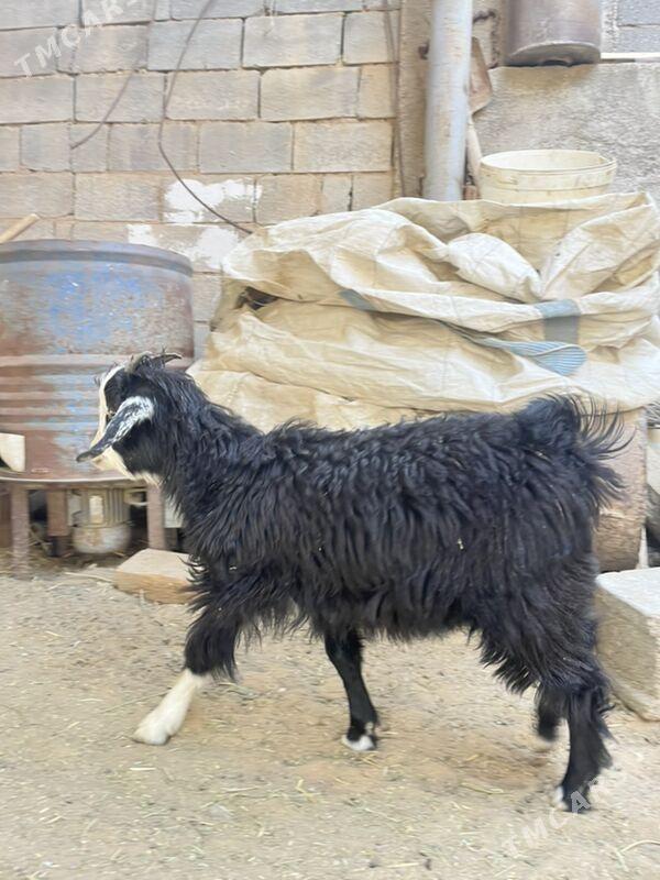 kiçi ceviş - Ашхабад - img 10