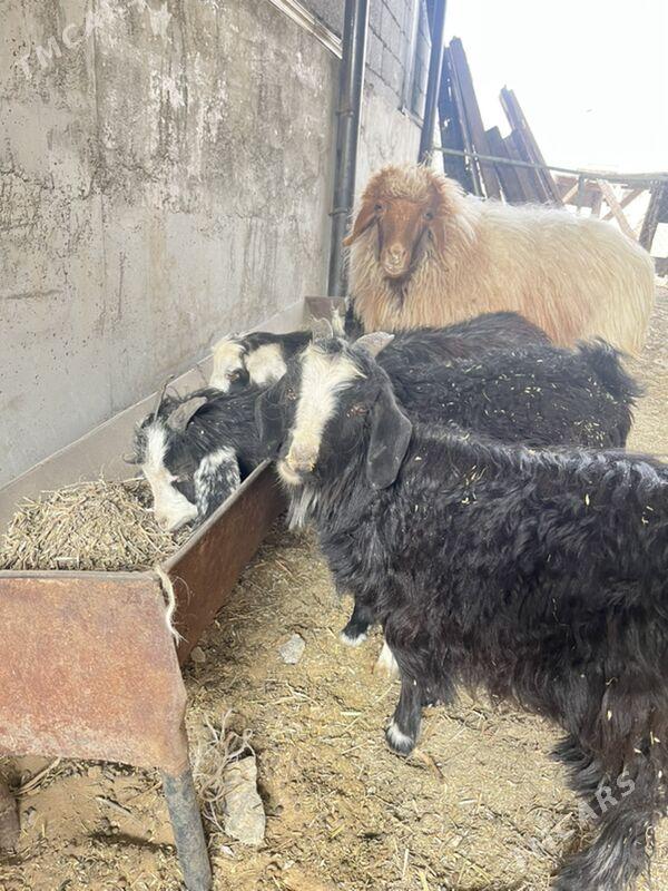 kiçi ceviş - Ашхабад - img 4