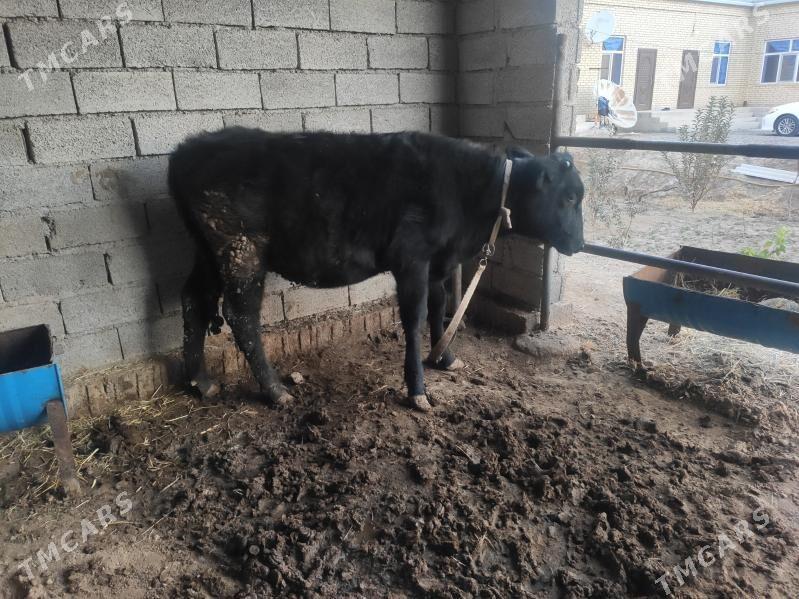 Bakylan gulajynlar - Wekilbazar - img 2