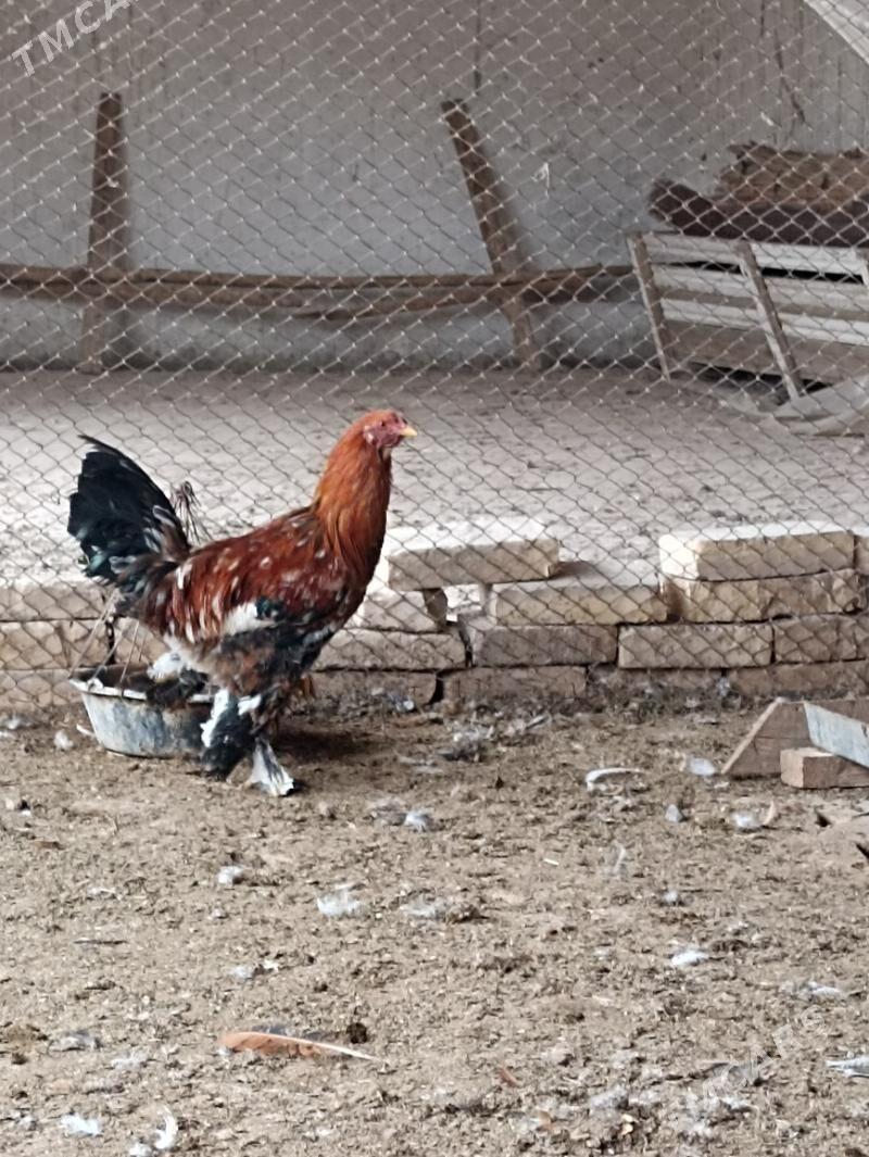 towuk,horaz - Baýramaly - img 3