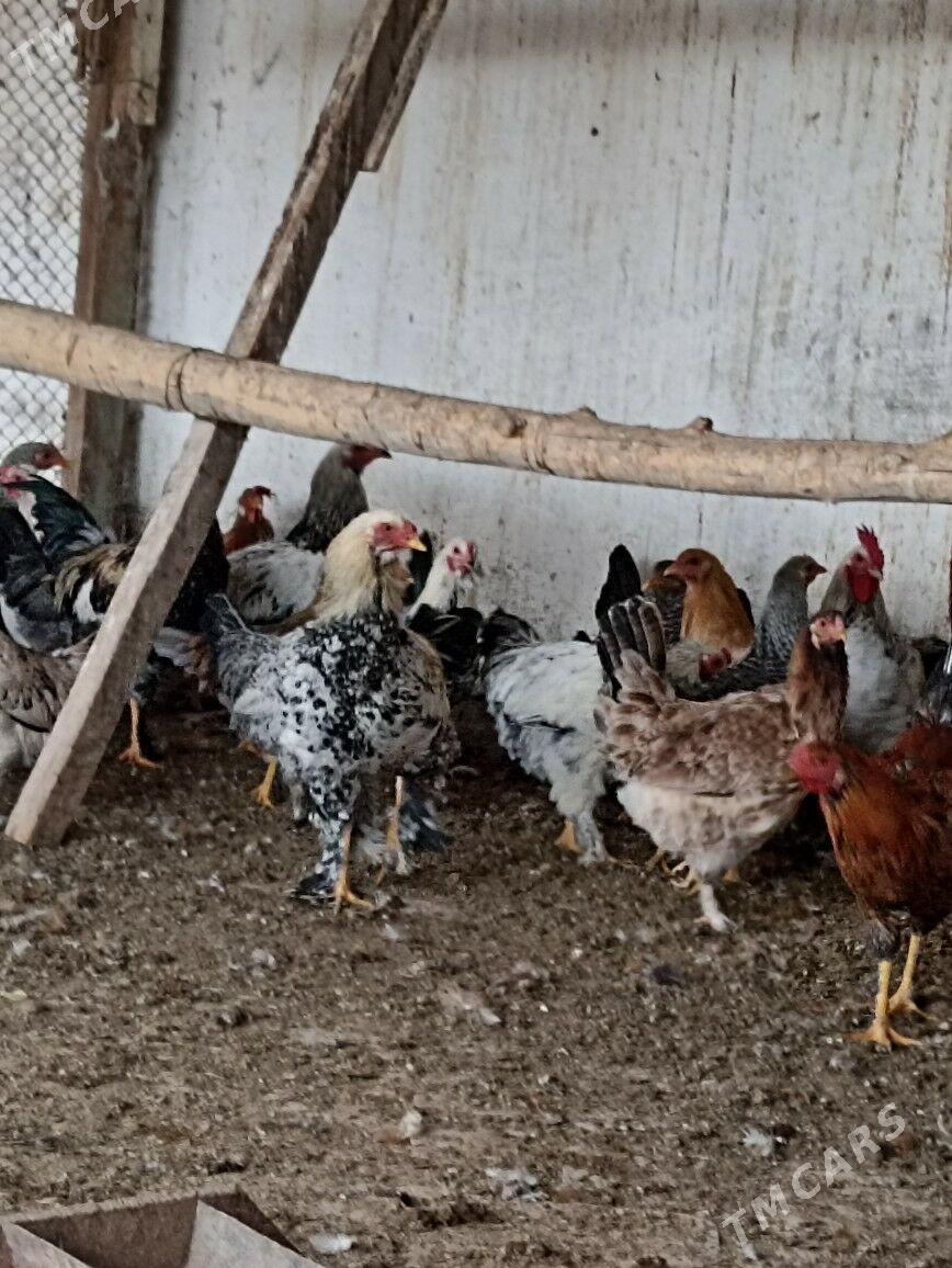 towuk,horaz - Baýramaly - img 2