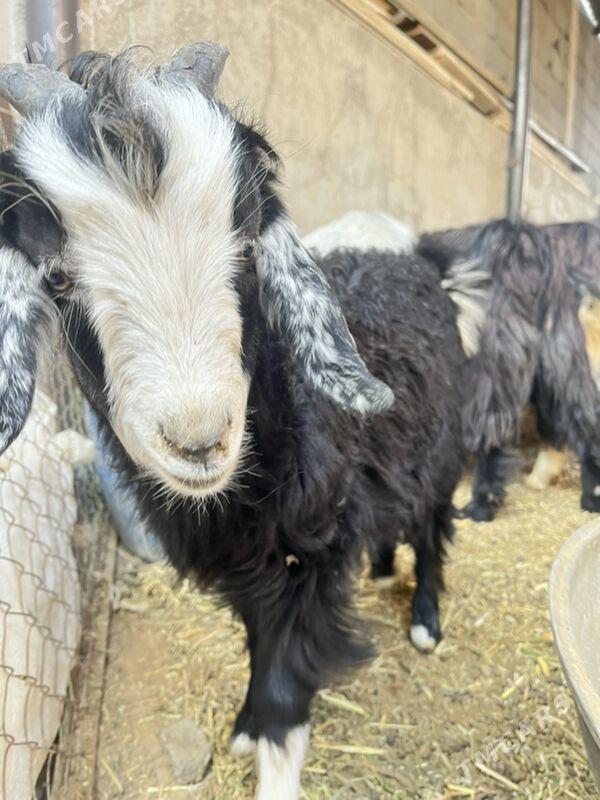 kiçi ceviş - Ашхабад - img 7