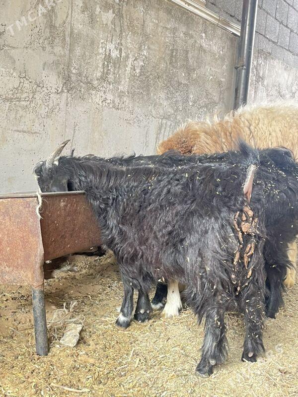 kiçi ceviş - Ашхабад - img 5