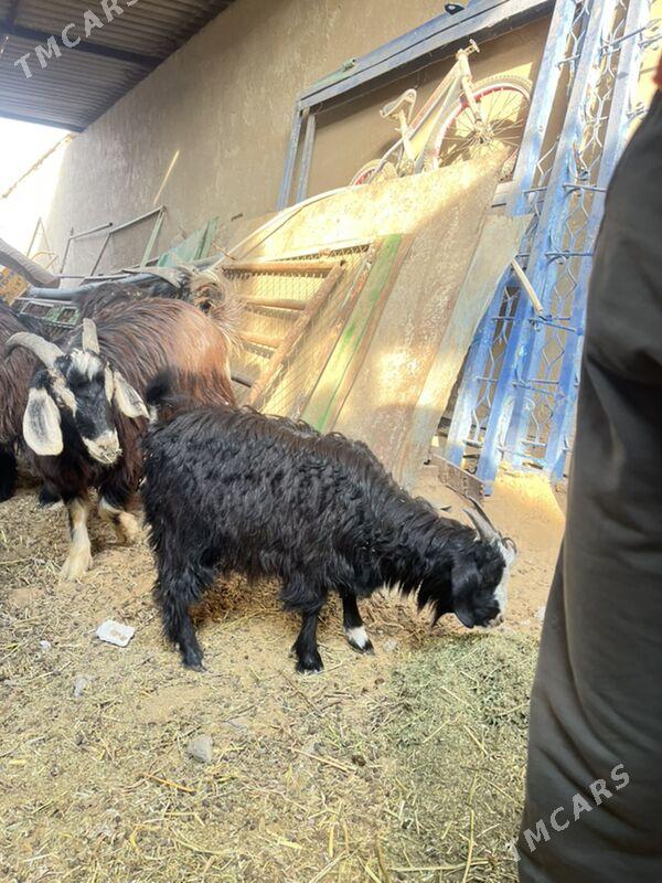 kiçi ceviş - Ашхабад - img 6