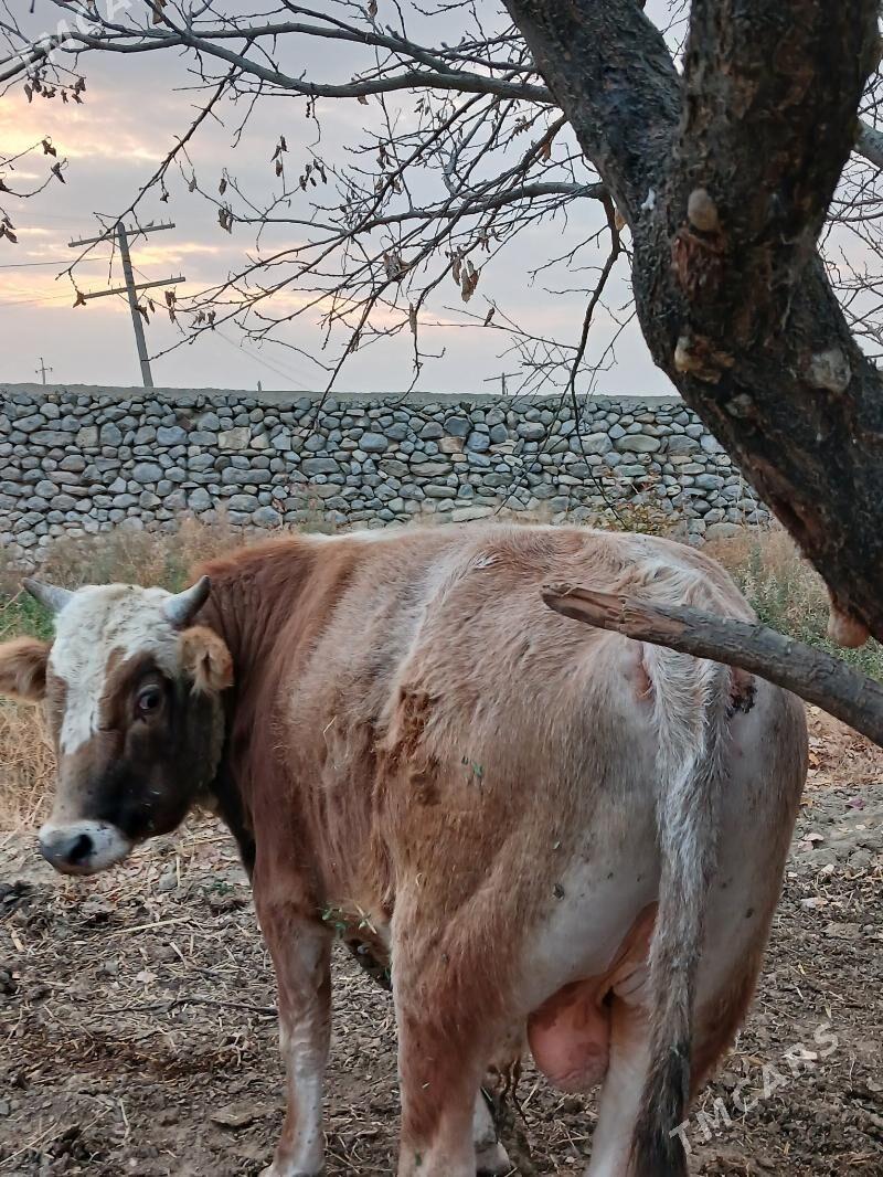 Okuz - Бахарден - img 3