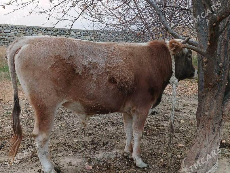 Okuz - Бахарден - img 4