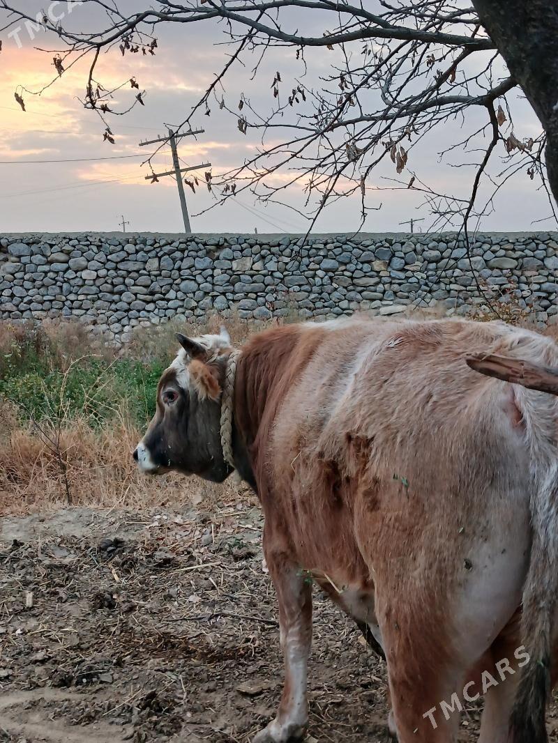 Okuz - Бахарден - img 2