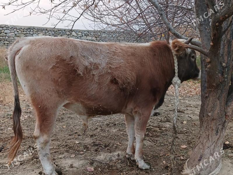 Okuz - Бахарден - img 5