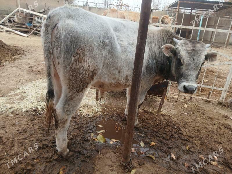 bakyda duran oküz - Бахарден - img 1