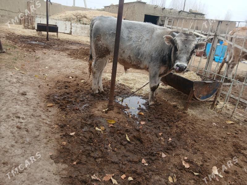 bakyda duran oküz - Бахарден - img 2