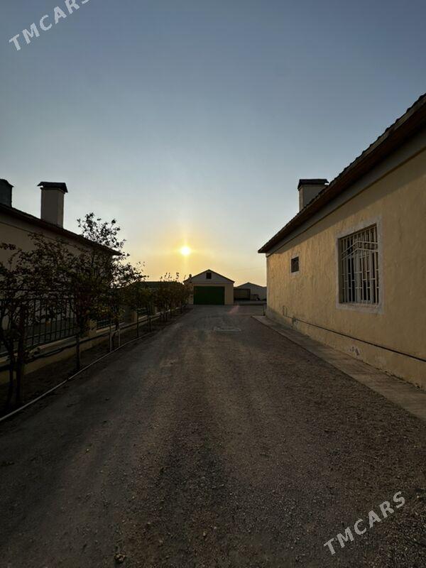 Ammatly jay - Balkanabat - img 3