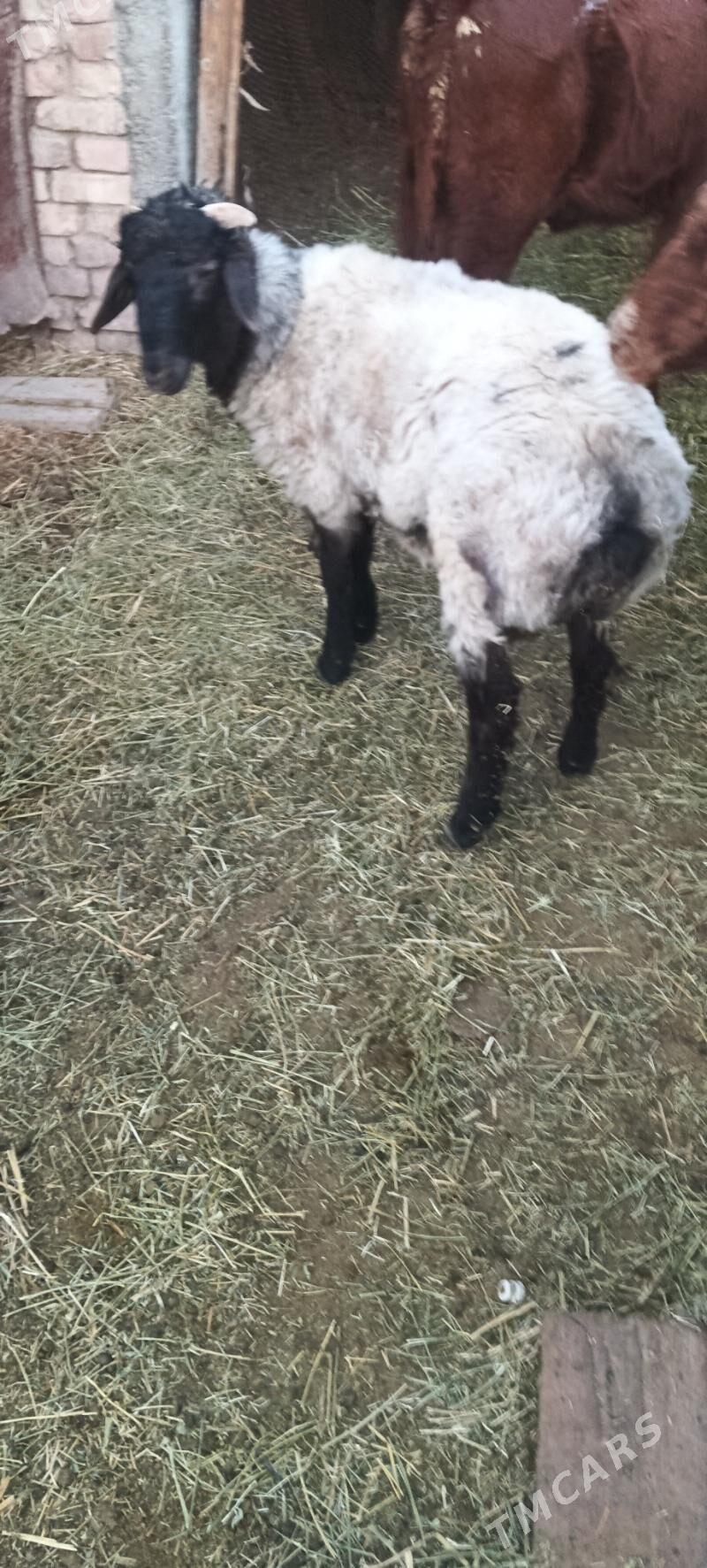 goŷun goç - Çoganly - img 2