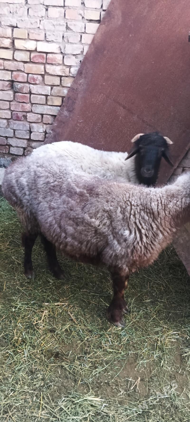 goŷun goç - Çoganly - img 4